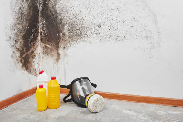 Best Emergency Mold Removal  in Woodward, OK