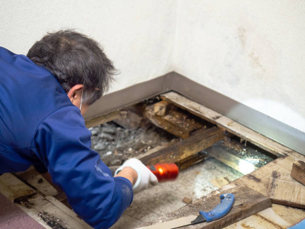 Best Mold Testing  in Woodward, OK