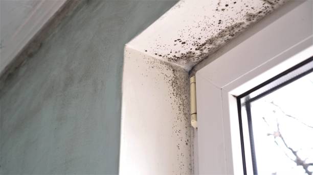 Best Same-Day Mold Removal  in Woodward, OK