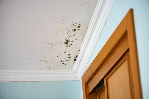 Best Best Mold Removal Companies  in Woodward, OK