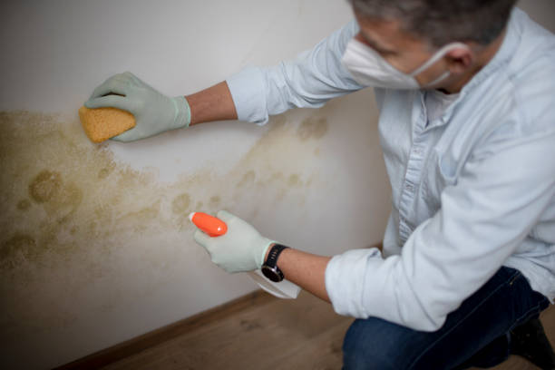 Best Mold Removal Company Near Me  in Woodward, OK
