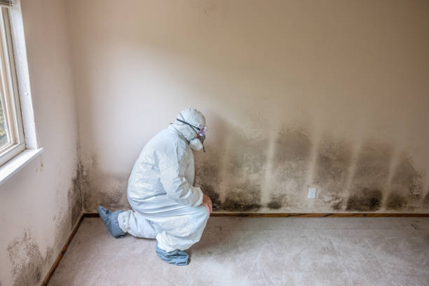 Best Affordable Mold Removal  in Woodward, OK
