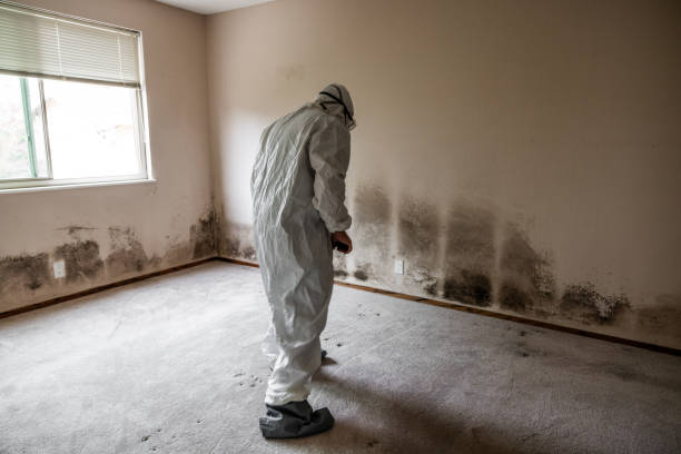 Best Mold Removal Near Me  in Woodward, OK