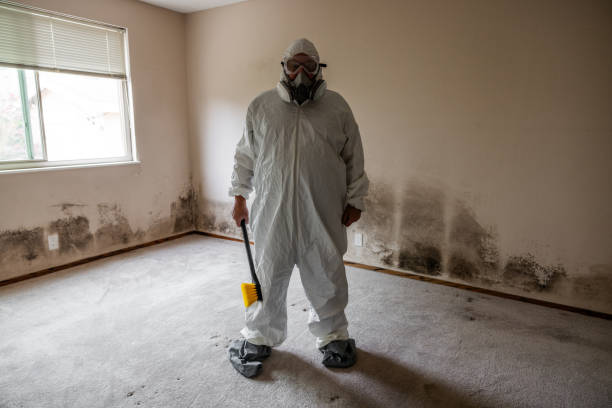 Best Mold Damage Repair  in Woodward, OK
