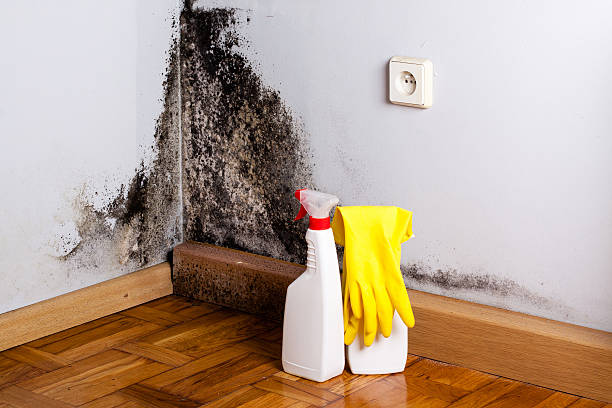 Best Home Mold Removal  in Woodward, OK