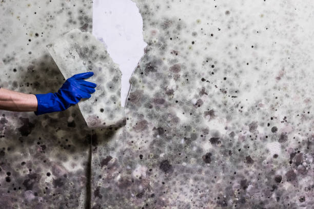 Best Black Mold Removal  in Woodward, OK