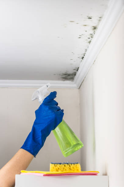 Best Attic Mold Removal  in Woodward, OK