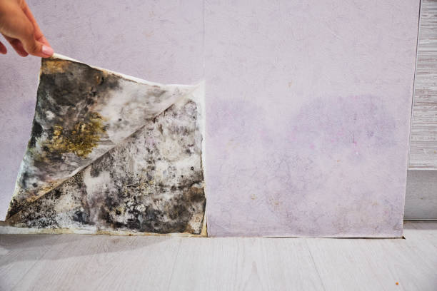 Best Mold Remediation  in Woodward, OK